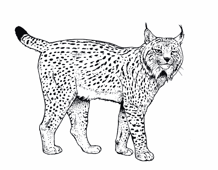 Un lynx majestueux en pleine contemplation dans la nature