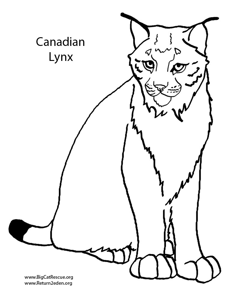 Un lynx majestueux se tenait dans la forêt Un lynx majestueux se tenait dans la forêt