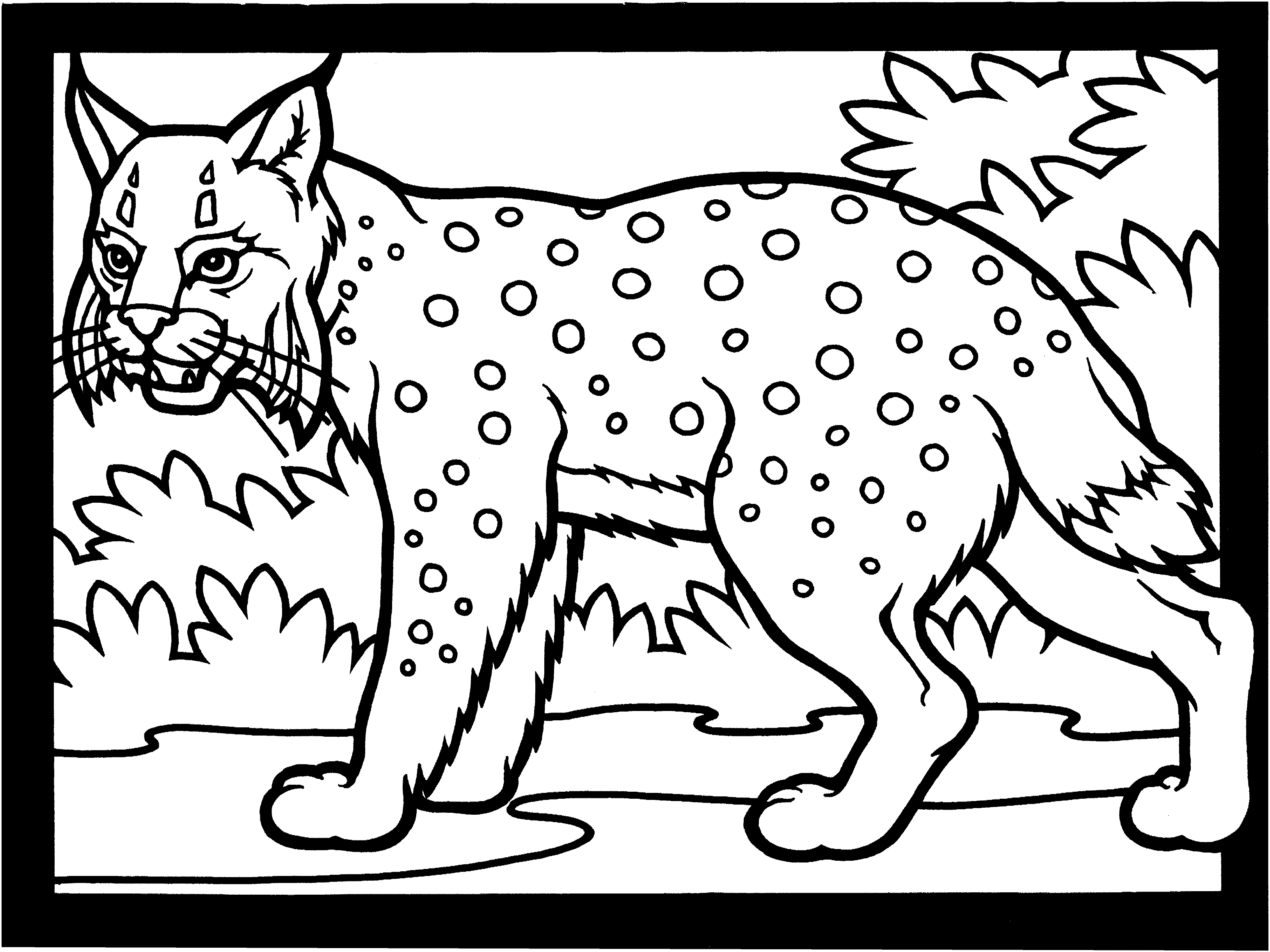 Un lynx majestueux se reposant dans la nature sauvage