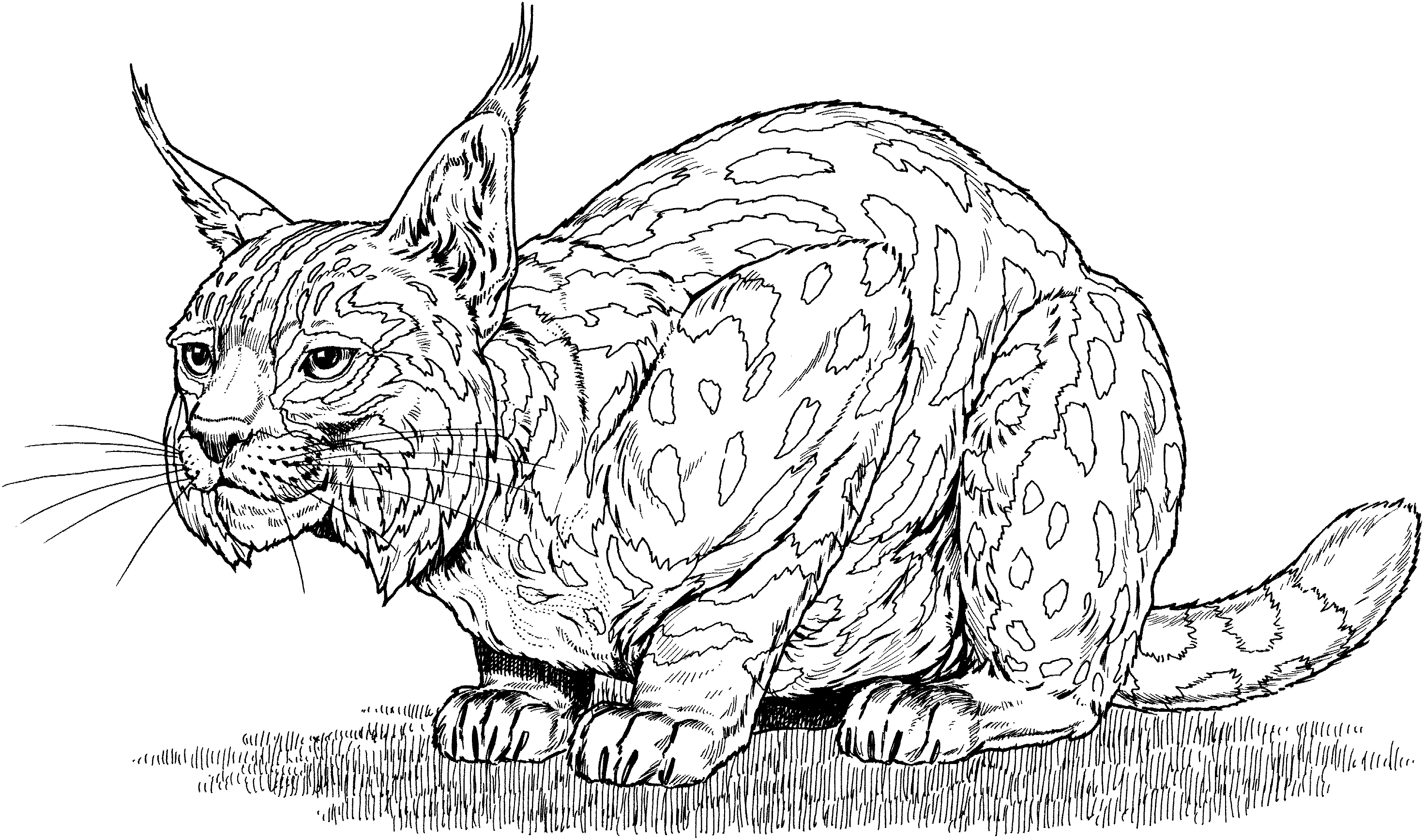 Coloriage d'un lynx majestueux dans son habitat naturel