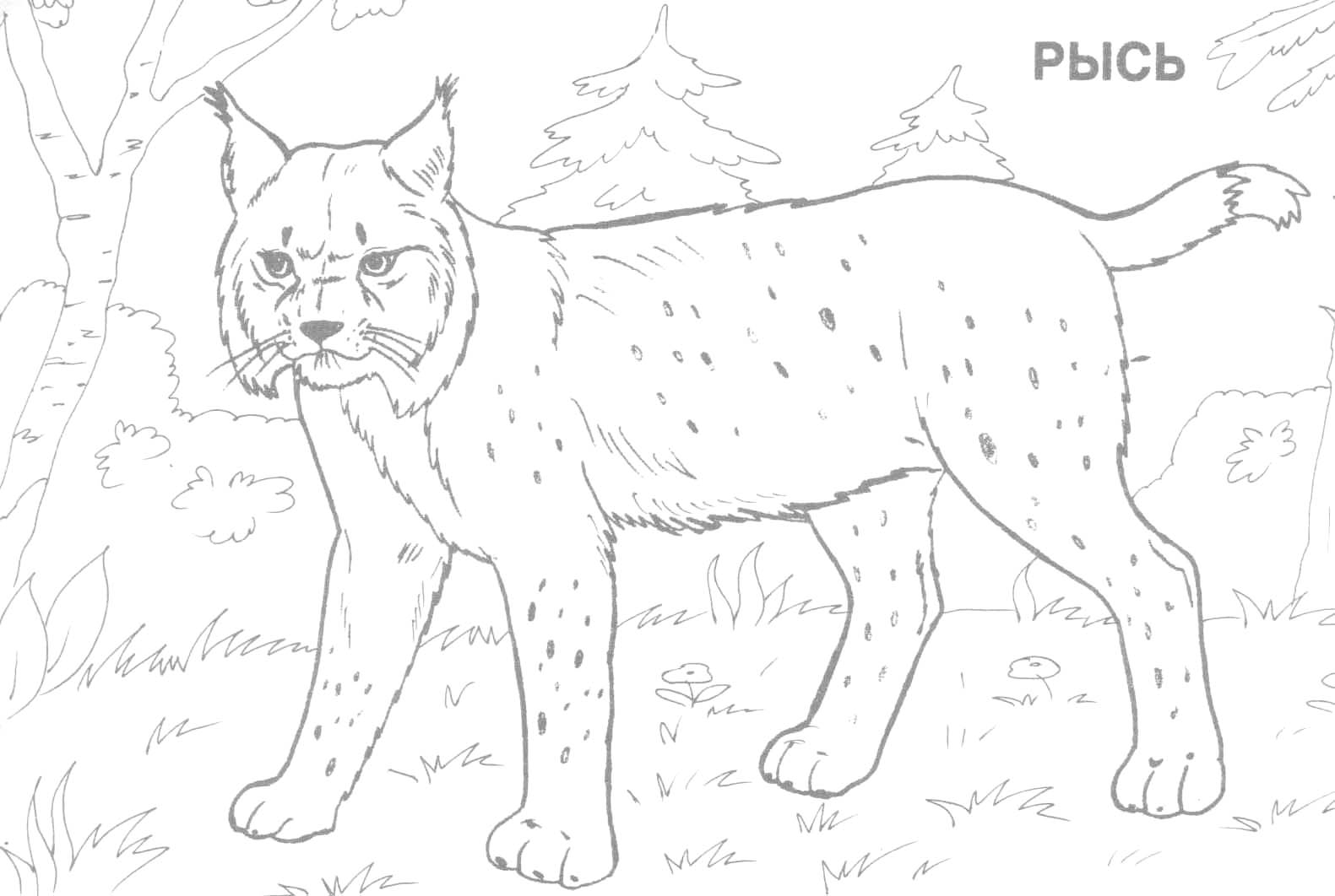 Un lynx majestueux en pleine nature