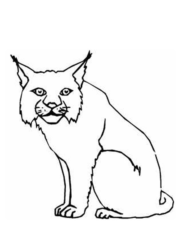 Un lynx majestueux marchant dans un paysage forestier