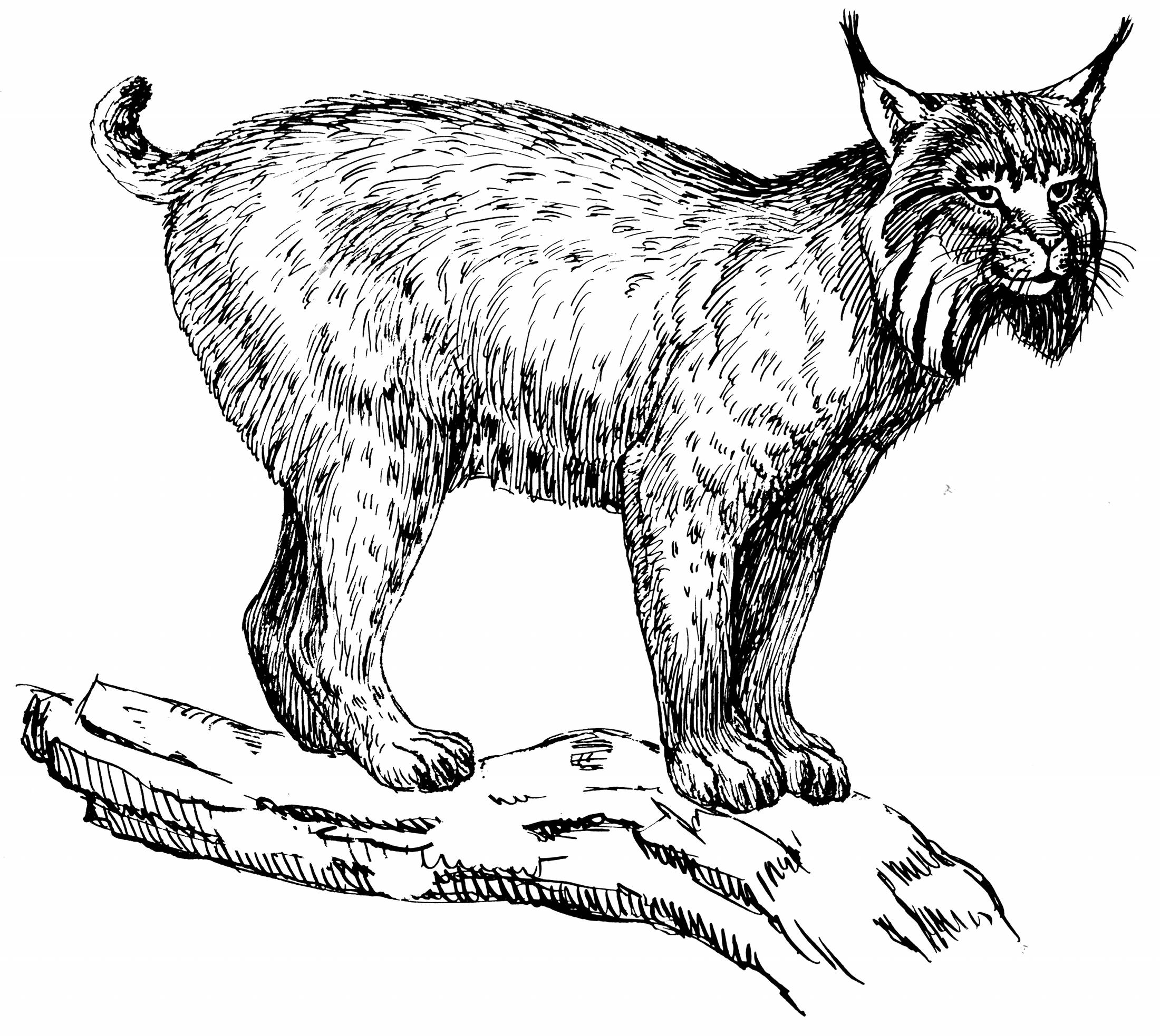 Coloriage d'un lynx majestueux dans son habitat naturel