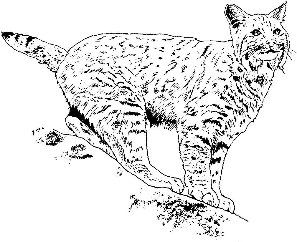 Un lynx majestueux se reposant dans la nature