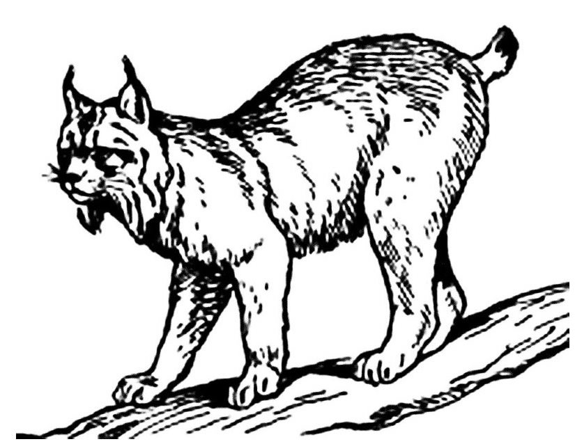 Un lynx majestueux se déplaçant dans son habitat naturel