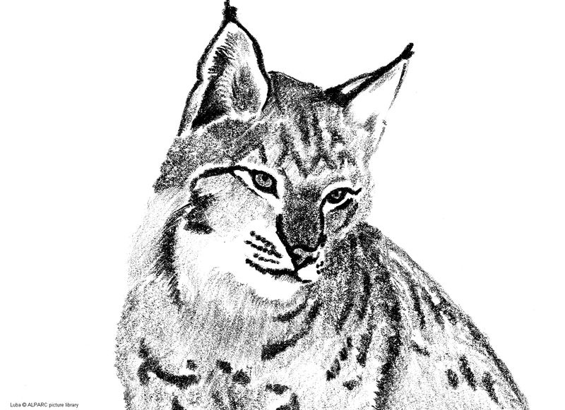 Un lynx majestueux dans son habitat naturel