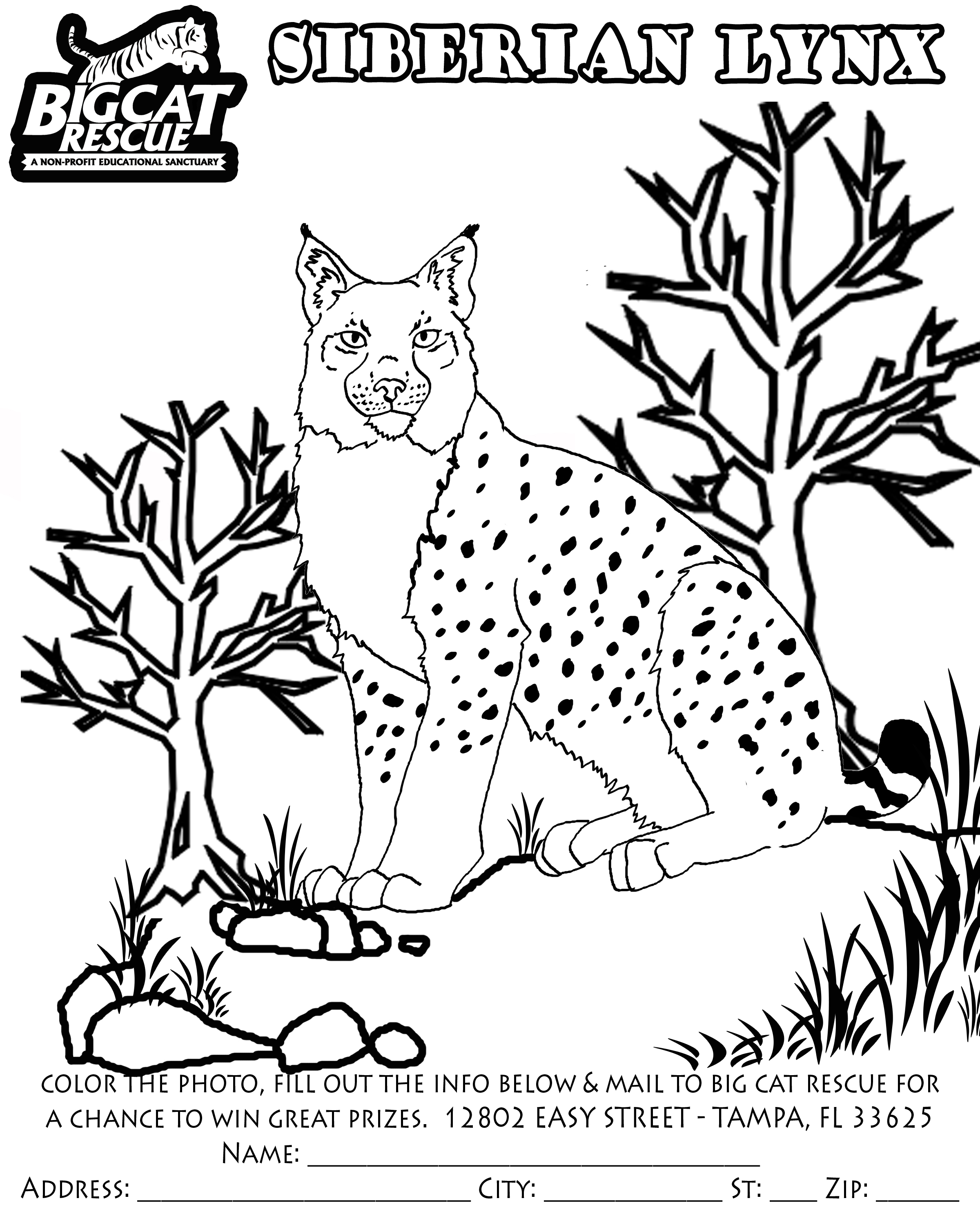 Un lynx majestueux se tenant dans les sous-bois