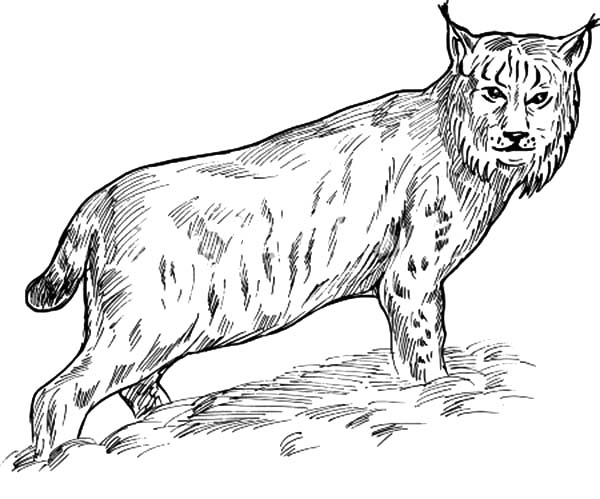 Un lynx majestueux se tenant dans son habitat naturel Un lynx majestueux se tenant dans son habitat naturel
