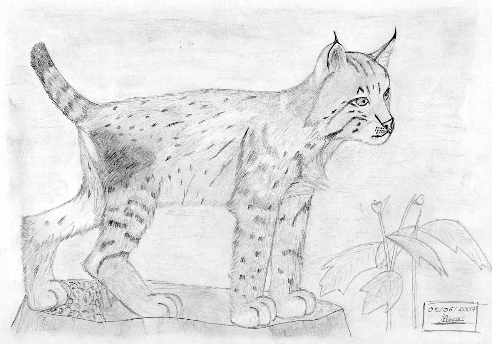 Coloriage d'un lynx en position assise dans la nature