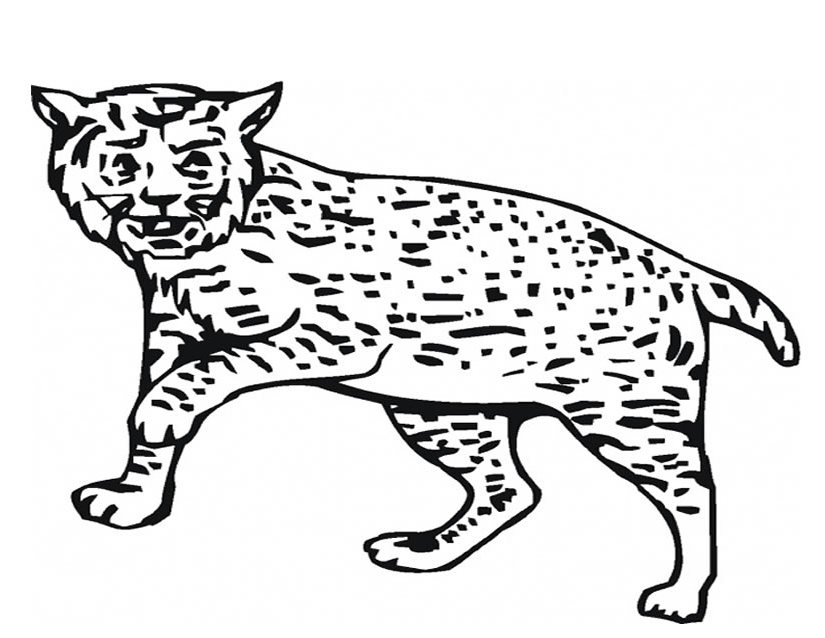 Coloriage d'un lynx majestueux dans son habitat naturel