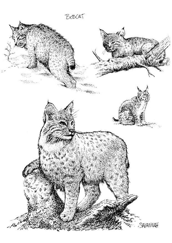 Un lynx majestueux observant son environnement paisible