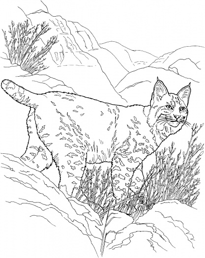 Un lynx majestueux se reposant dans un environnement naturel