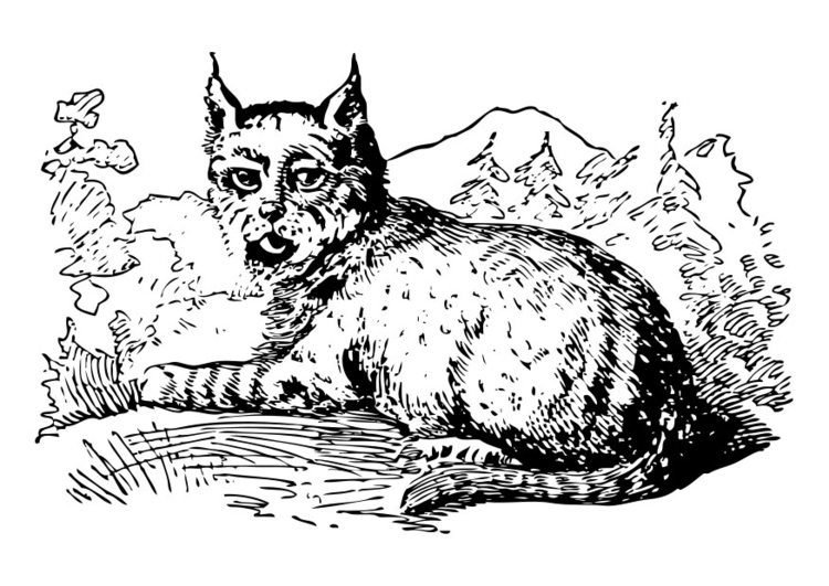Un lynx majestueux en pleine contemplation dans la nature