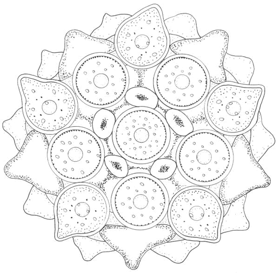 Coloriage de mandalas en forme d'étoile à motifs détaillés Coloriage de mandalas en forme d'étoile à motifs détaillés