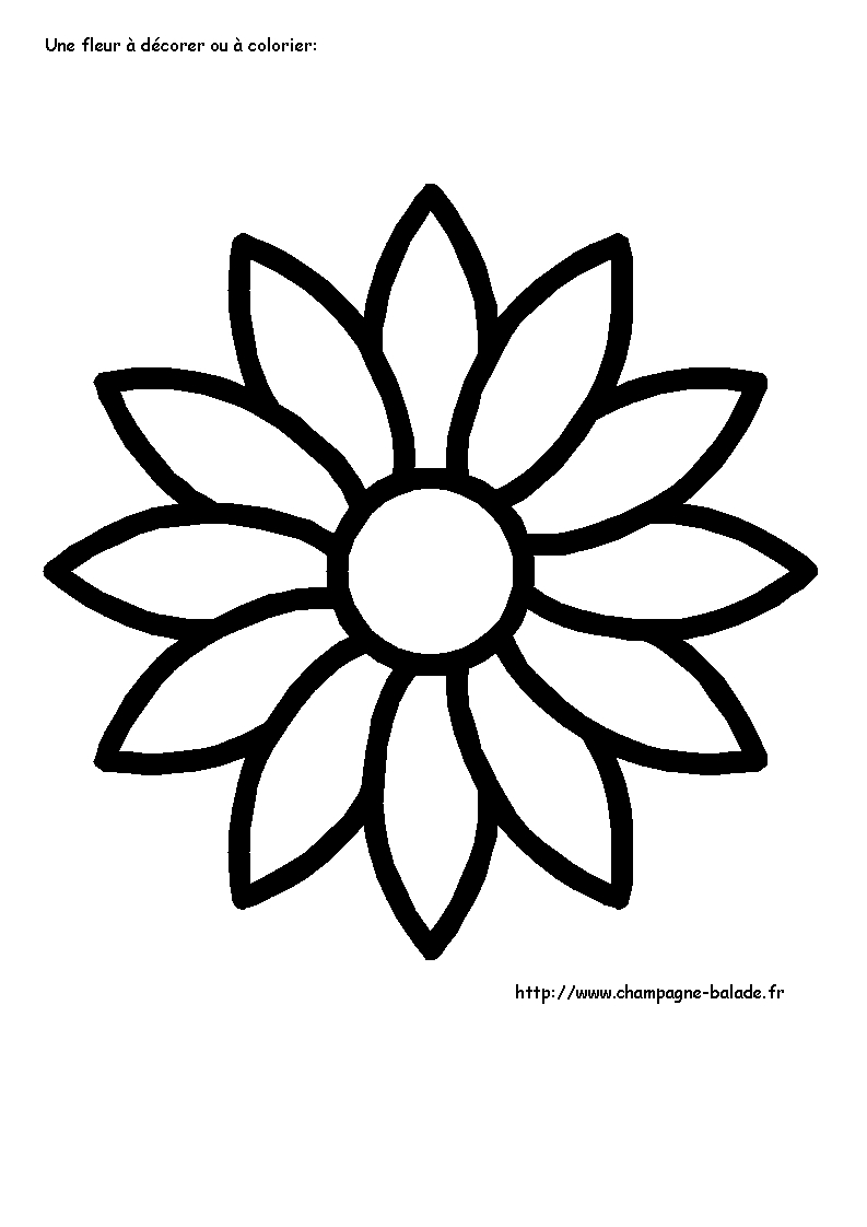 Coloriage d'une marguerite en pleine floraison sur fond simple
