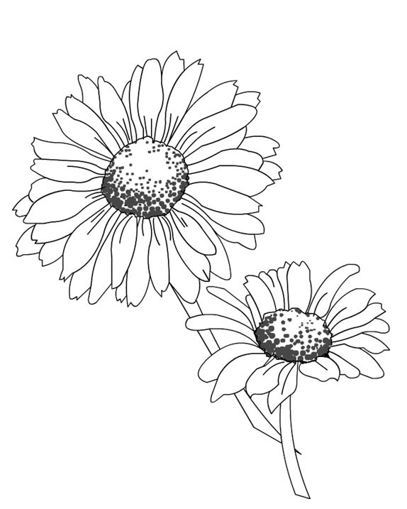 Coloriage d'une marguerite en pleine floraison sur fond simple