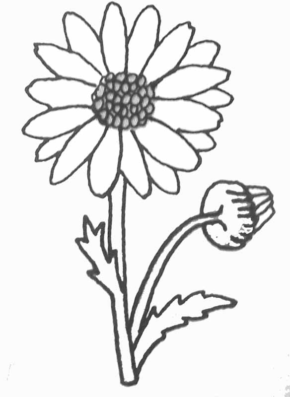 Coloriage d'une marguerite avec des détails floraux et des feuilles