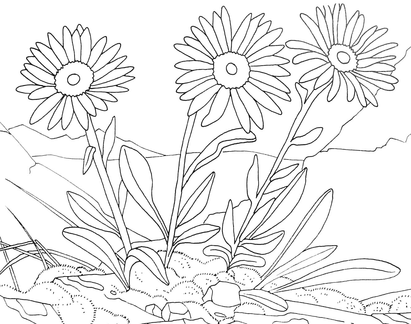 Coloriage d'une marguerite en pleine floraison sur un fond simple