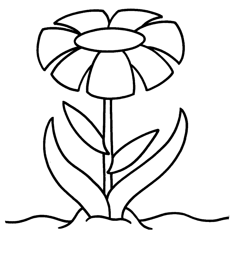 Coloriage d'une marguerite en pleine floraison sur fond simple