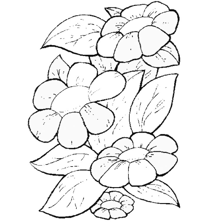 Coloriage d'une marguerite en pleine floraison sur fond simple