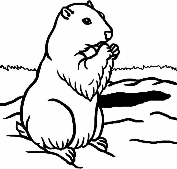 Coloriage d'une marmotte dans son habitat naturel