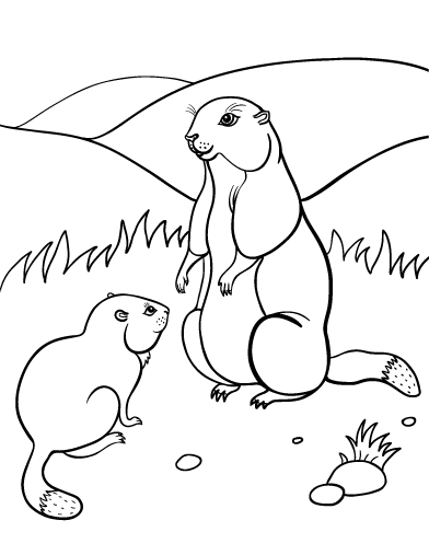 Coloriage d'une marmotte se reposant sur un rocher en pleine nature