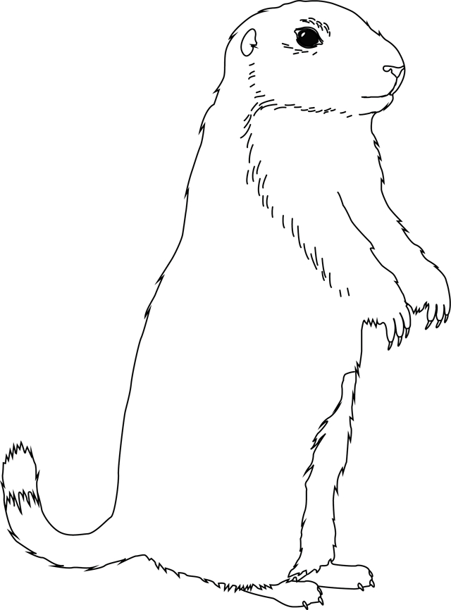 Coloriage d'une marmotte dans son habitat naturel