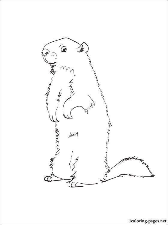 Coloriage d'une marmotte dans son habitat naturel