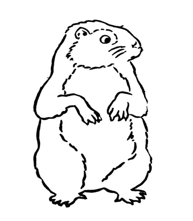 Coloriage d'une marmotte paisiblement assise dans un paysage naturel