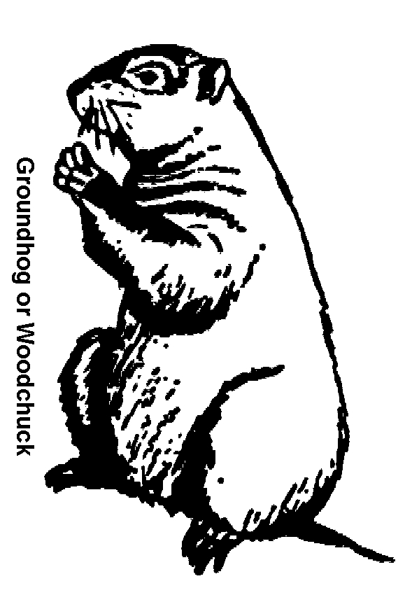 Coloriage d'une marmotte dans son habitat naturel