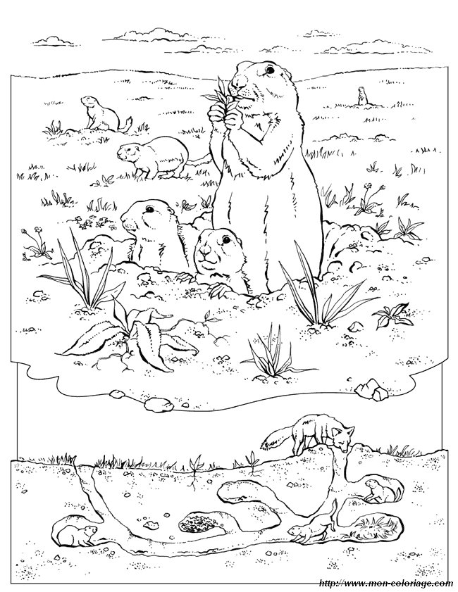 Coloriage d'une marmotte dans son habitat naturel