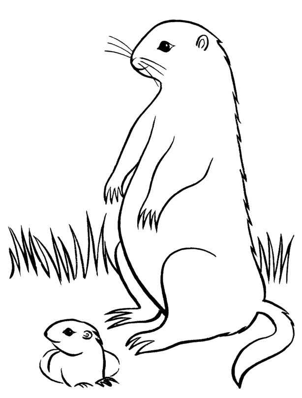 Coloriage d'une marmotte dans son habitat naturel