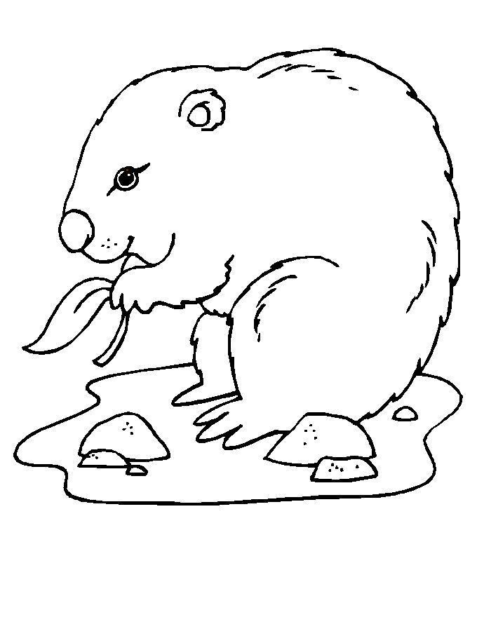 Coloriage d'une marmotte dans son habitat naturel