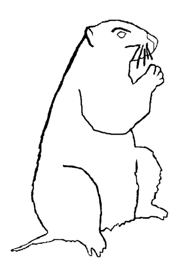 Coloriage d'une marmotte dans son habitat naturel