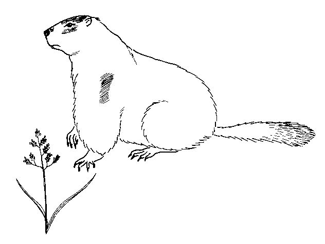 Coloriage d'une marmotte dans son habitat naturel