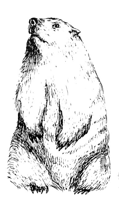 Coloriage d'une marmotte dans son habitat naturel