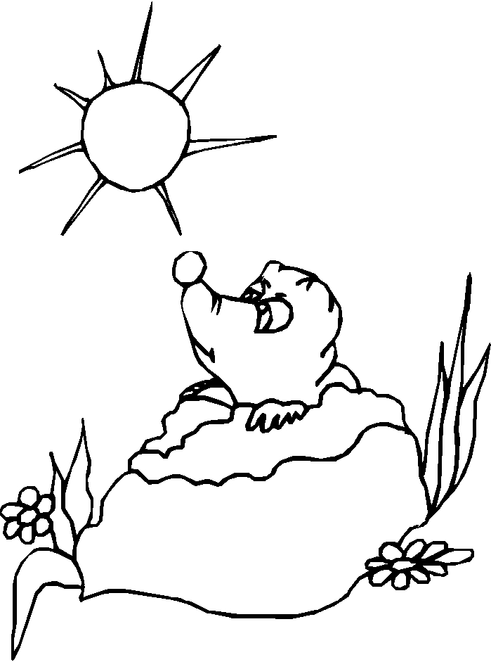 Coloriage d'une marmotte dans son habitat naturel