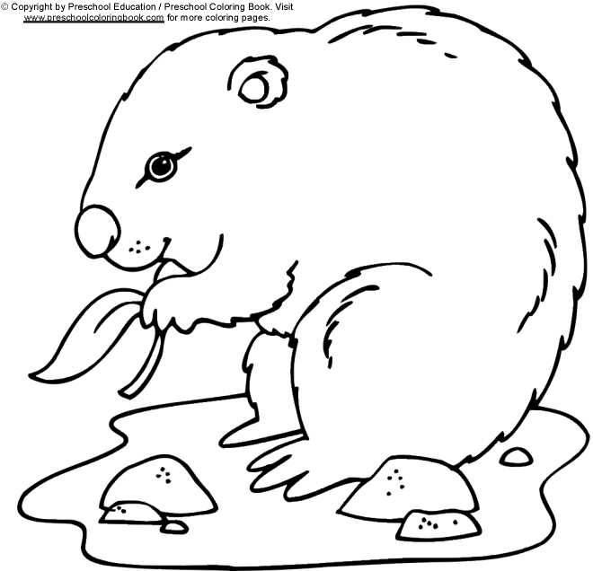 Coloriage d'une marmotte dans son habitat naturel