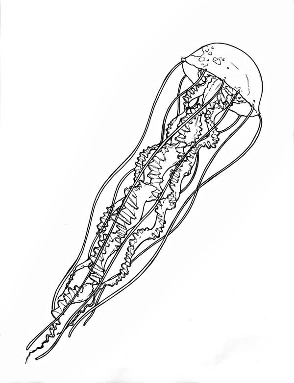 Coloriage d'une méduse flottant dans l'eau
