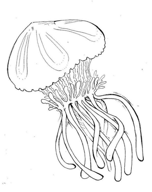Coloriage d'une méduse flottant dans les profondeurs marines