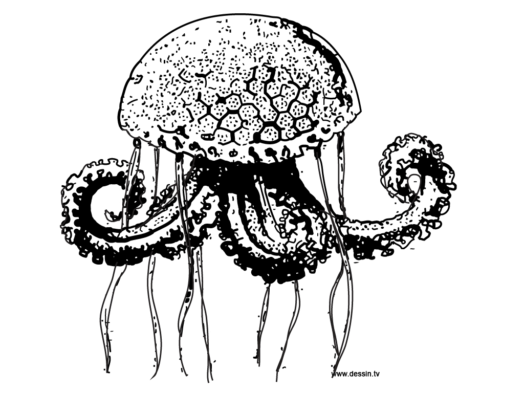 Coloriage d'une méduse flottant dans l'eau
