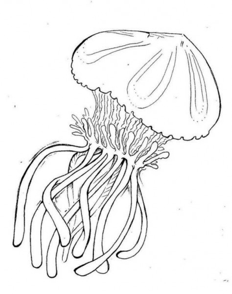 Coloriage d'une méduse flottant dans l'eau