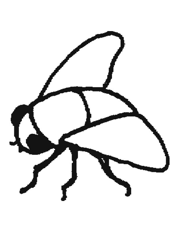 Coloriage d'une mouche posée sur une feuille