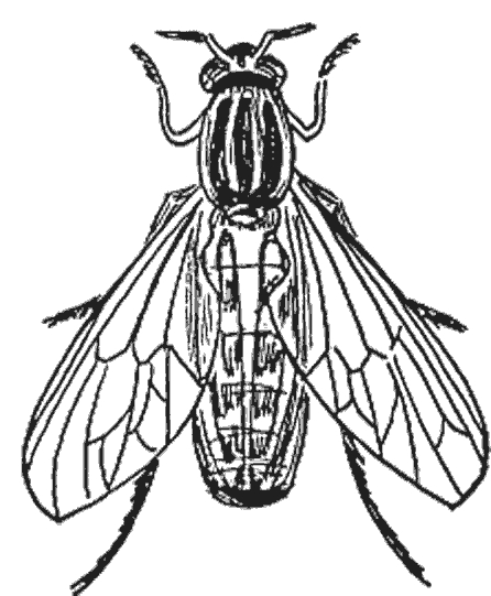 Coloriage d'une mouche posée sur une feuille