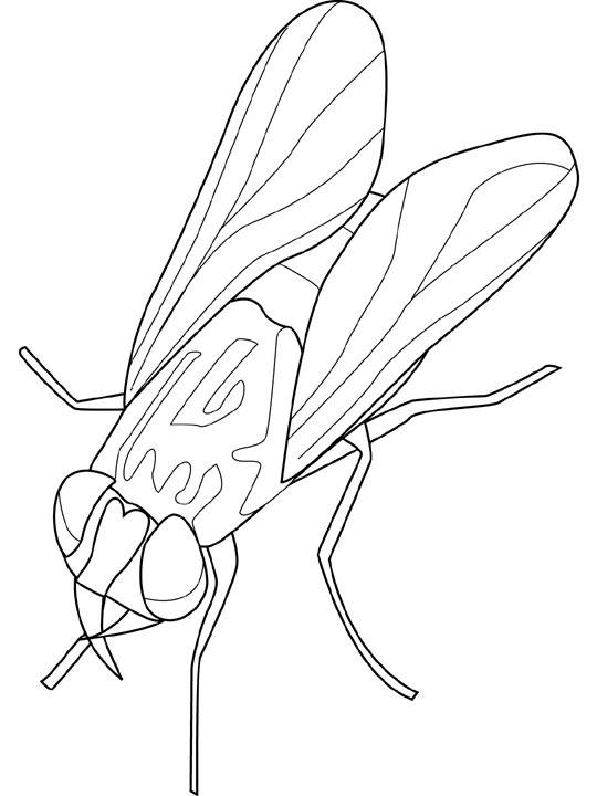 Coloriage d'une mouche posée sur une feuille