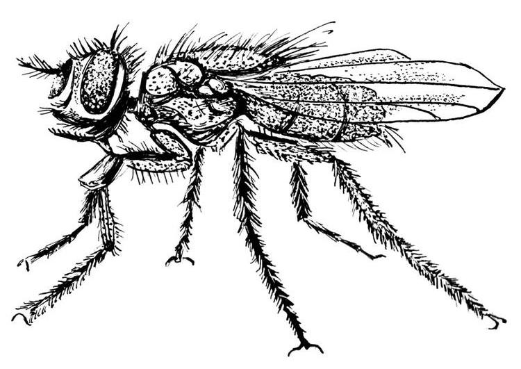 Coloriage Mouche #7756 à imprimer Coloriage Mouche #7756 à imprimer