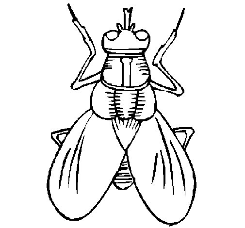 Coloriage d'une mouche sur une feuille avec des détails floraux