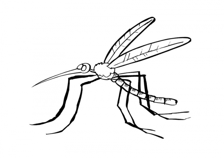 Coloriage d'un moustique posé sur une feuille