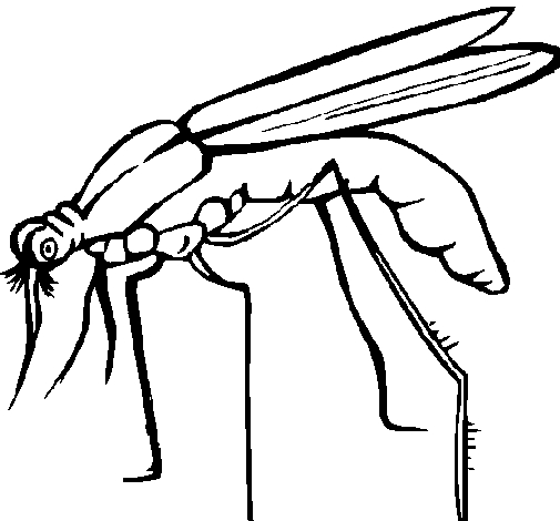 Coloriage d'un moustique sur un fond simple Coloriage d'un moustique sur un fond simple