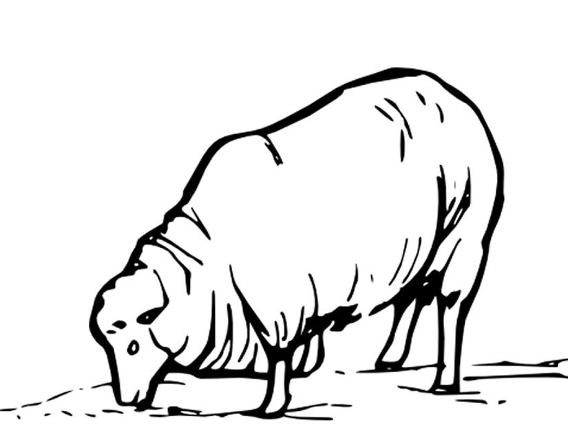 Un mouton paisible dans un champ verdoyant